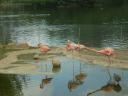 Московский зоопарк: розовые фламинго. Фото Саши Шемаровой
