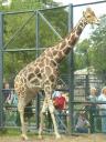 Московский зоопарк: жираф. Фото Саши Шемаровой