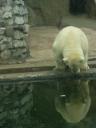 Московский зоопарк: белый медведь. Фото Саши Шемаровой